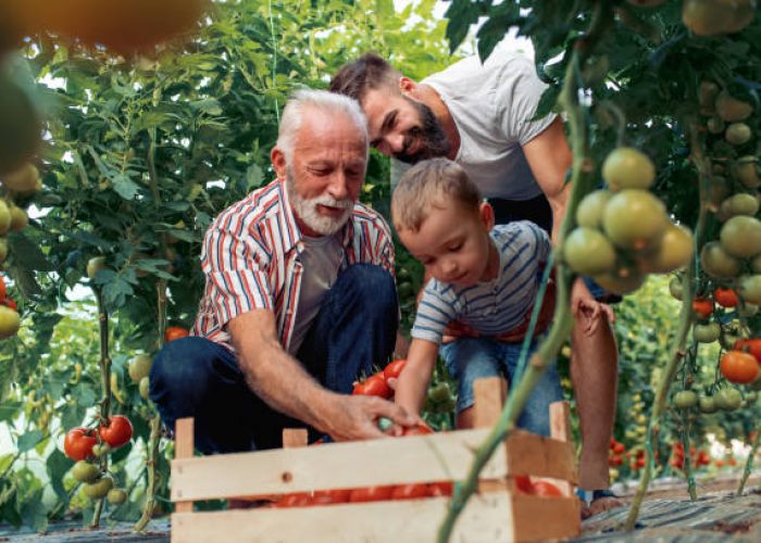 Grandfather,son and grandson working in greenhouse,picking tomatoes.